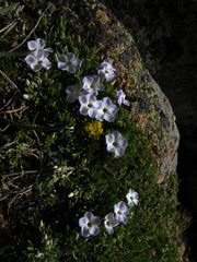 Phlox pulvinata