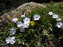 Phlox pulvinata