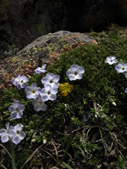 Phlox pulvinata