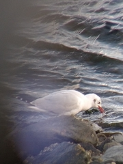 Chroicocephalus maculipennis