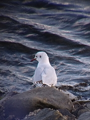 Chroicocephalus maculipennis