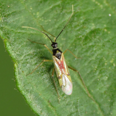 Tupiocoris