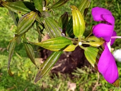 Meriania speciosa
