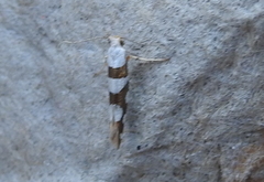 Argyresthia brockeella