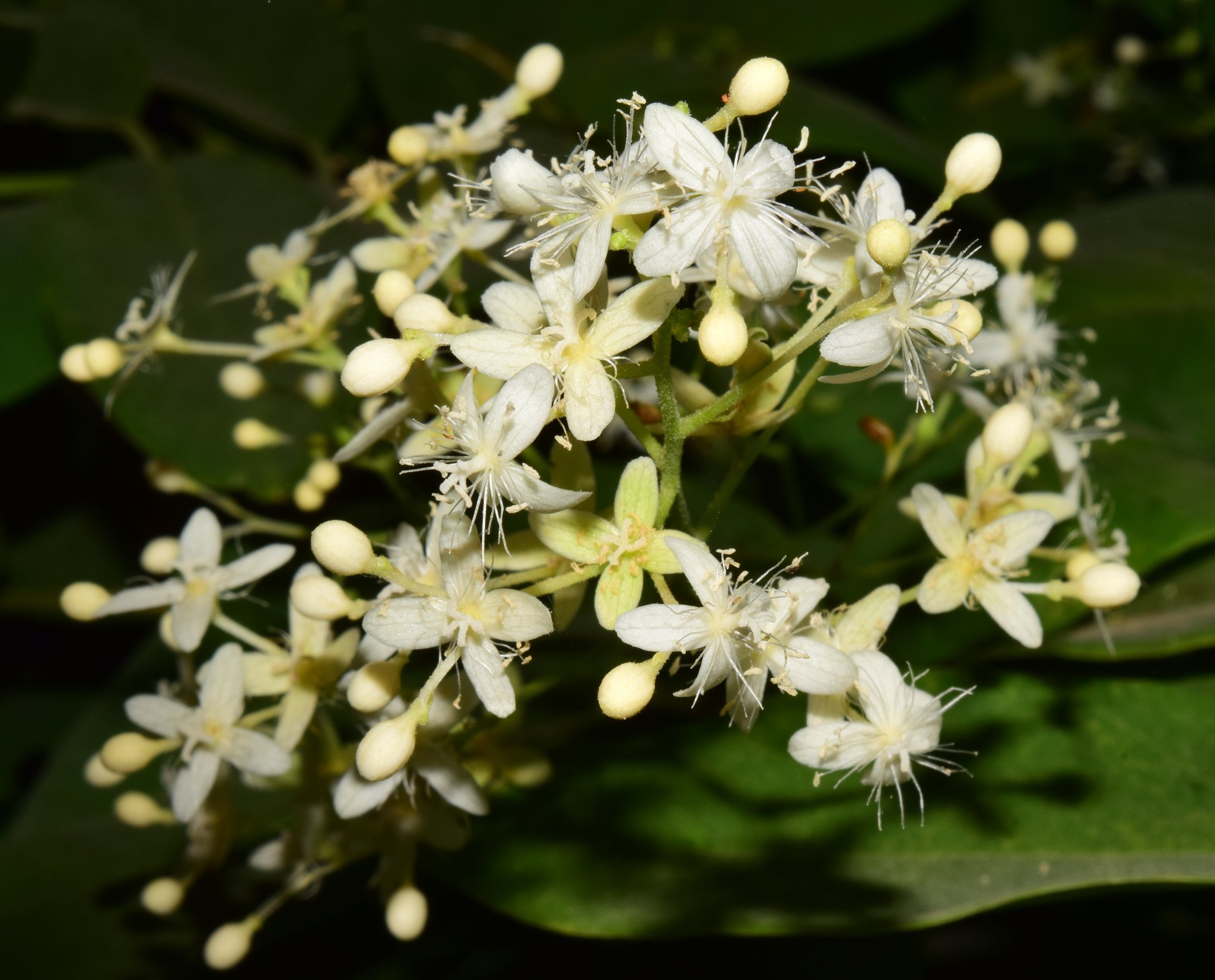 Agdestis clematidea