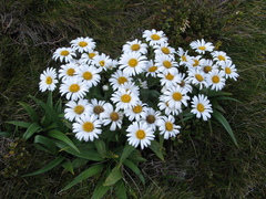 Dolichoglottis scorzoneroides