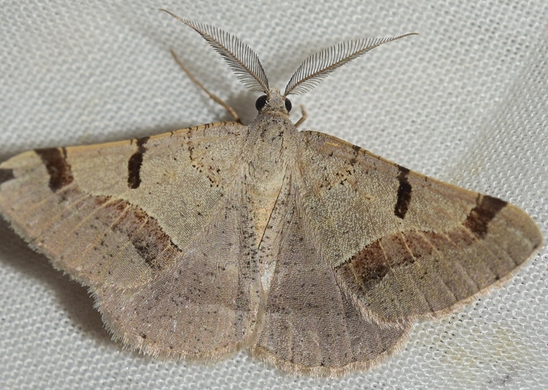 Itame vincularia