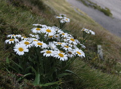 Dolichoglottis scorzoneroides