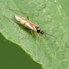 Tupiocoris
