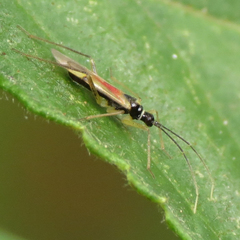 Tupiocoris