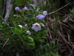 Polemonium pulcherrimum delicatum
