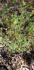 Chenopodium parabolicum