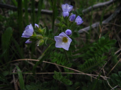 Polemonium pulcherrimum delicatum