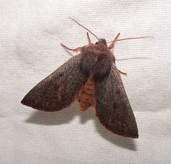 Orthosia mys