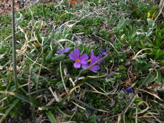 Primula angustifolia