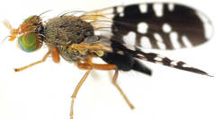 Spathulina acroleuca