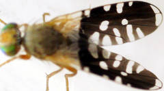 Spathulina acroleuca