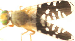 Spathulina acroleuca