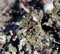 Hornungia procumbens