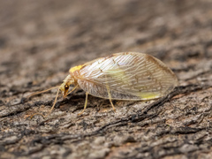 Hemerobius marginatus