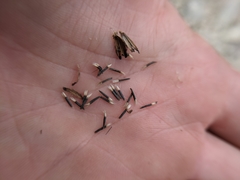 Dysodiopsis tagetoides