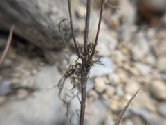 Dysodiopsis tagetoides