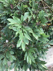 Prunus caroliniana