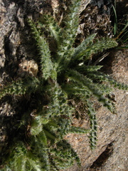 Cirsium scopulorum