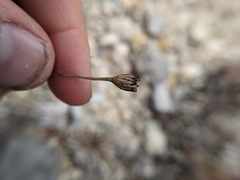 Dysodiopsis tagetoides