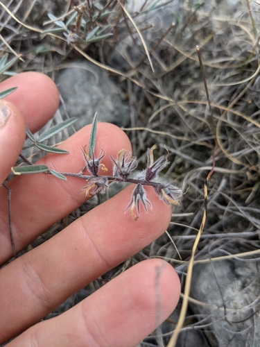 Image of Dalea hallii by (c) Cleveland Powell, some rights reserved (CC BY)
