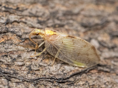 Hemerobius marginatus