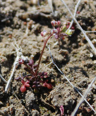 Hornungia procumbens