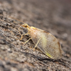 Hemerobius marginatus
