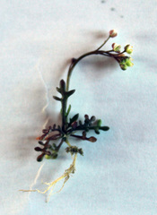 Hornungia procumbens