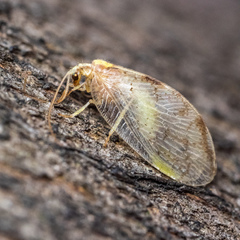 Hemerobius marginatus