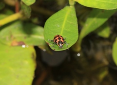 Coleomegilla occulta