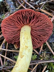 Cortinarius smithii