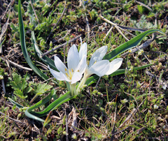 Colchicum eichleri