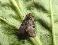 Mesoligia literosa