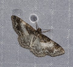 Hydrelia condensata