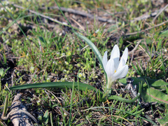 Colchicum eichleri