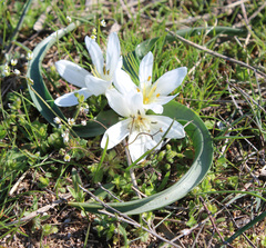 Colchicum eichleri