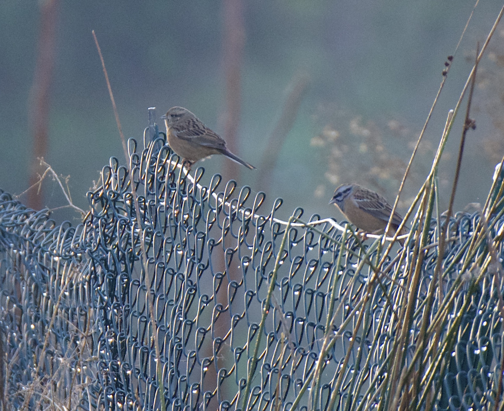 Rock Bunting
