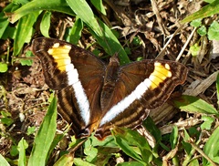 Doxocopa laurentia laurentia