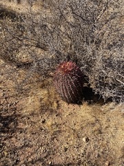 Ferocactus gracilis gracilis