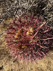 Ferocactus gracilis gracilis
