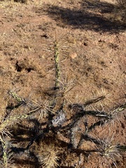 Cylindropuntia molesta molesta