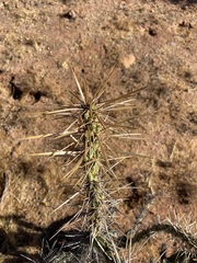 Cylindropuntia molesta molesta