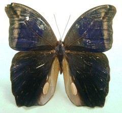 Eryphanis lycomedon