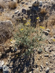 Encelia asperifolia